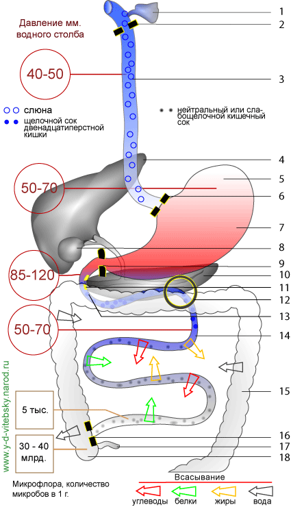 Схема желудочно-кишечного тракта человека
